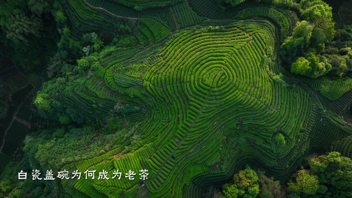 白瓷盖碗为何成为老茶