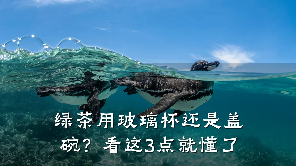 绿茶用玻璃杯还是盖碗？看这3点就懂了