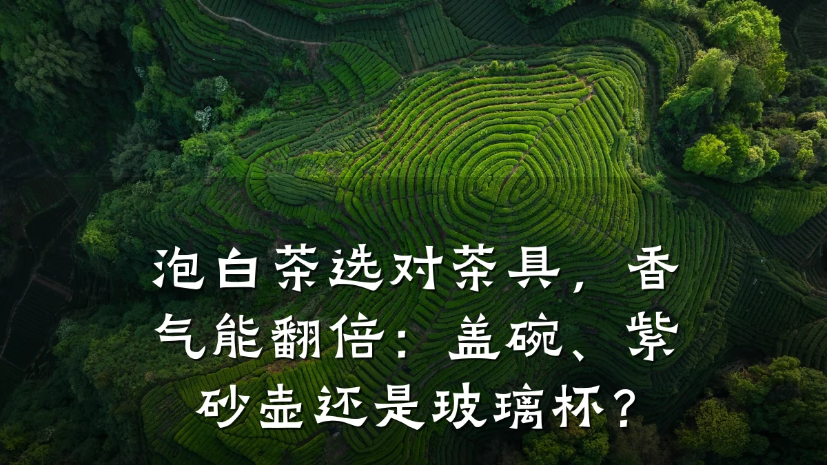 泡白茶选对茶具，香气能翻倍：盖碗、紫砂壶还是玻璃杯？