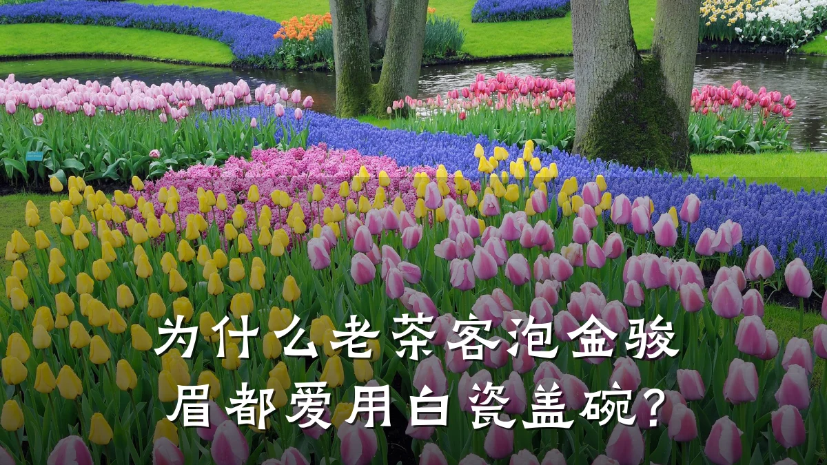 为什么老茶客泡金骏眉都爱用白瓷盖碗？