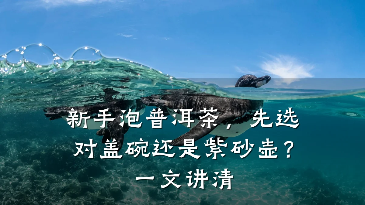 新手泡普洱茶，先选对盖碗还是紫砂壶？一文讲清