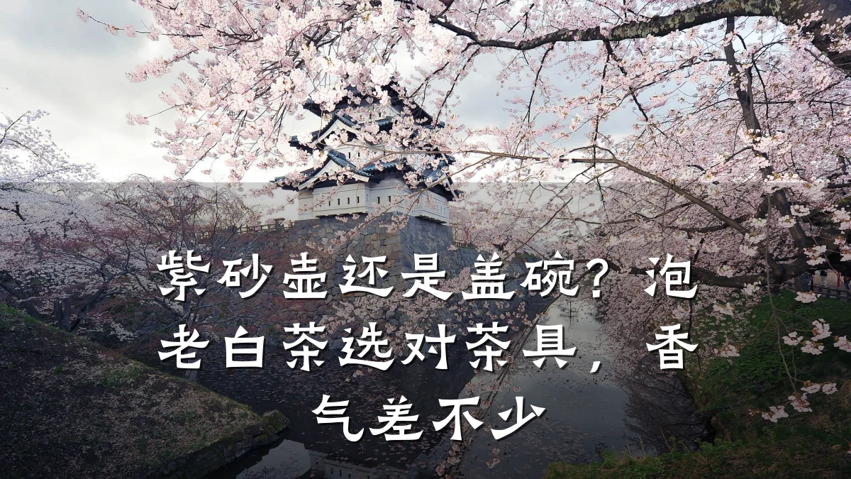 紫砂壶还是盖碗？泡老白茶选对茶具，香气差不少