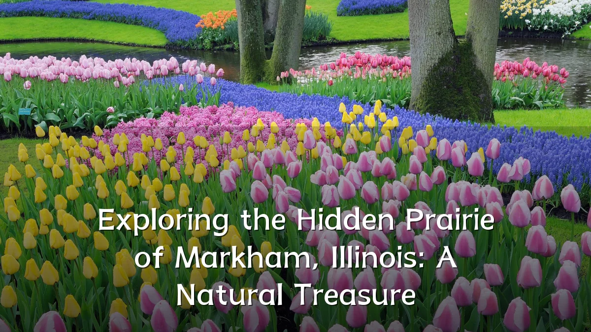 Exploring the Hidden Prairie of Markham, Illinois: A Natural Treasure