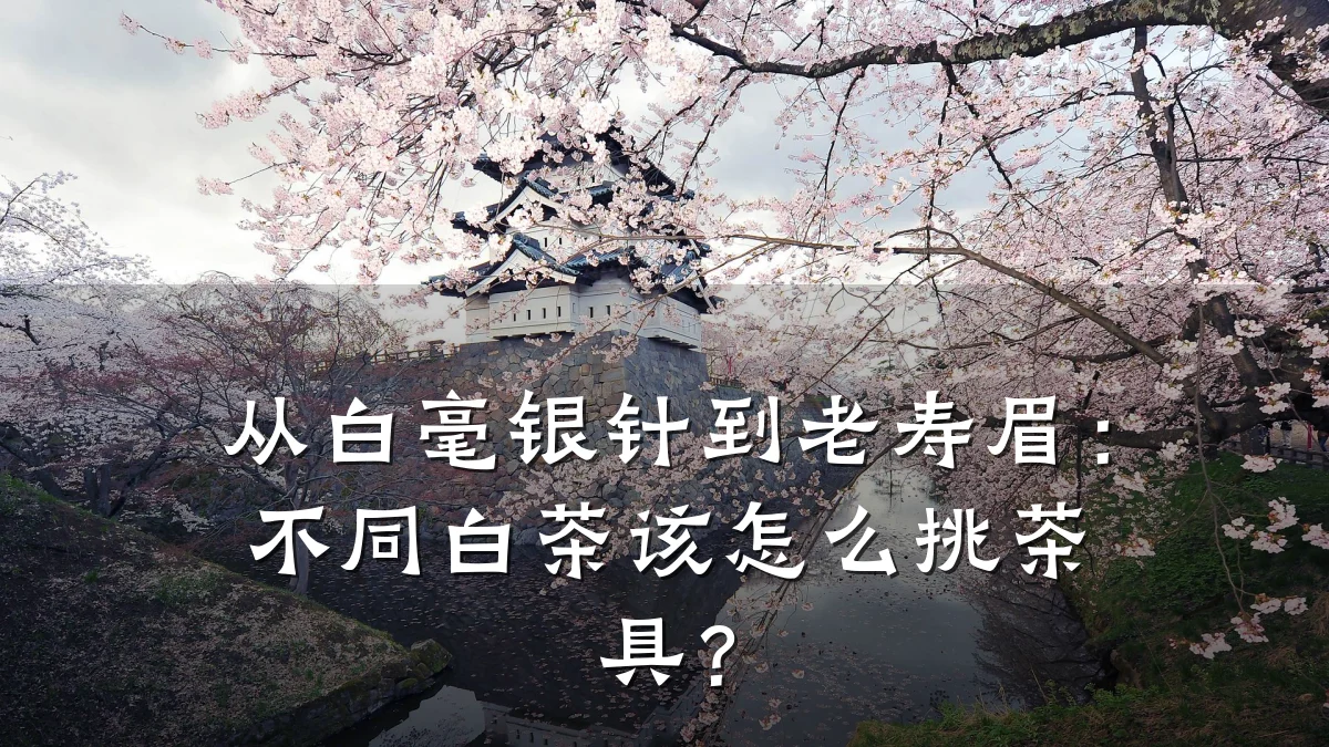 从白毫银针到老寿眉:不同白茶该怎么挑茶具?