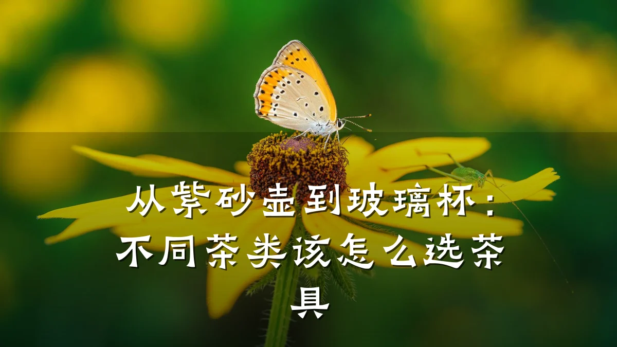 从紫砂壶到玻璃杯:不同茶类该怎么选茶具
