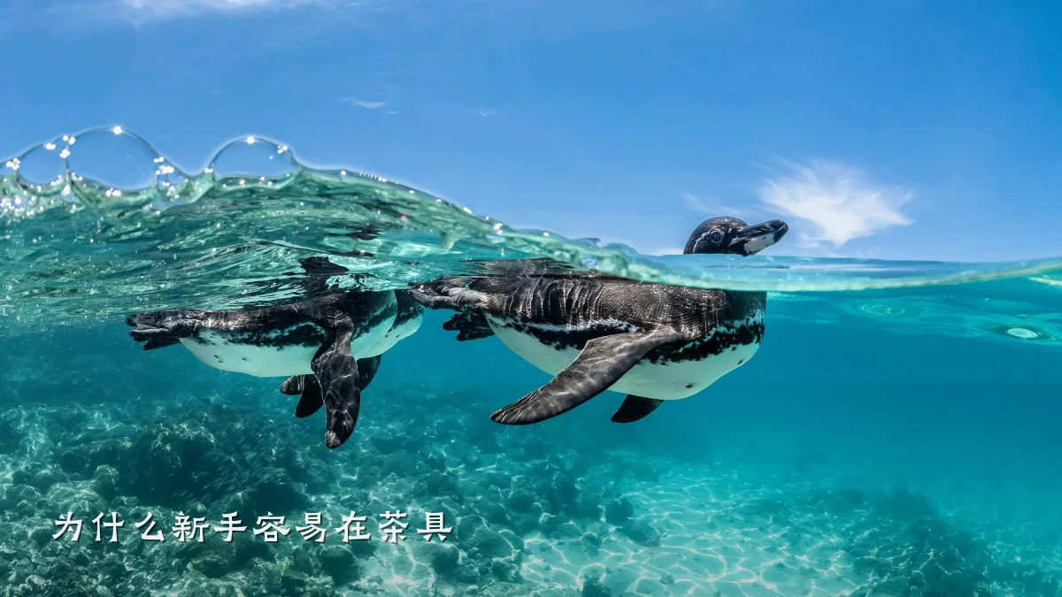 为什么新手容易在茶具