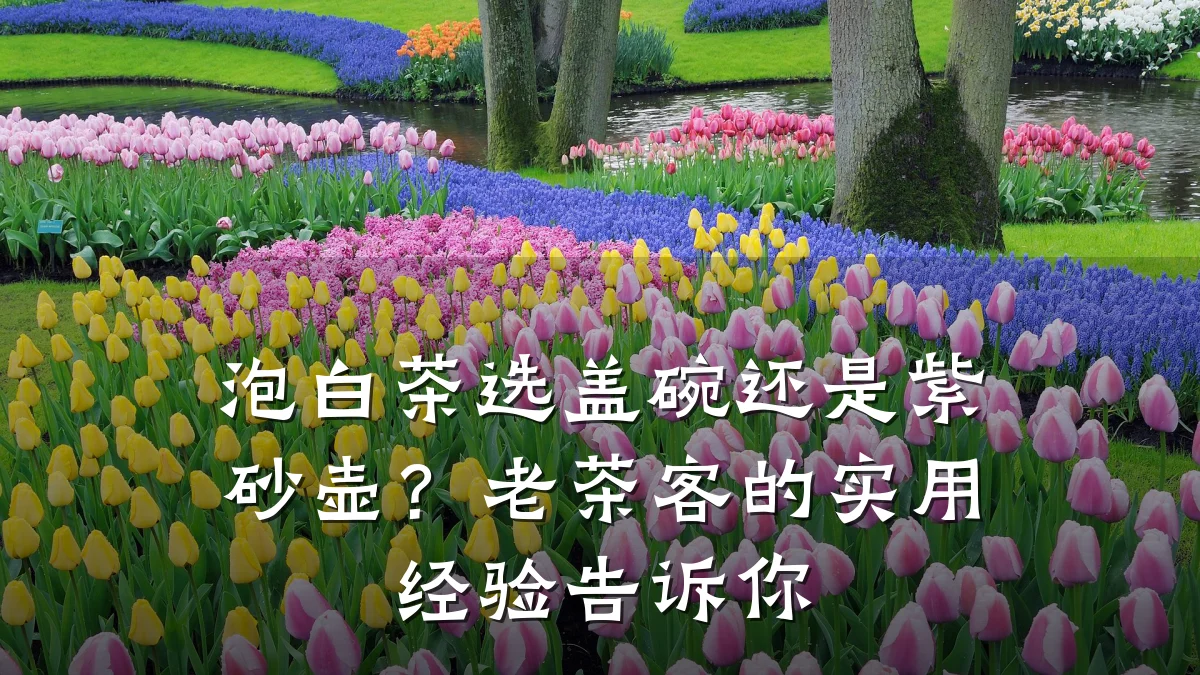 泡白茶选盖碗还是紫砂壶？老茶客的实用经验告诉你