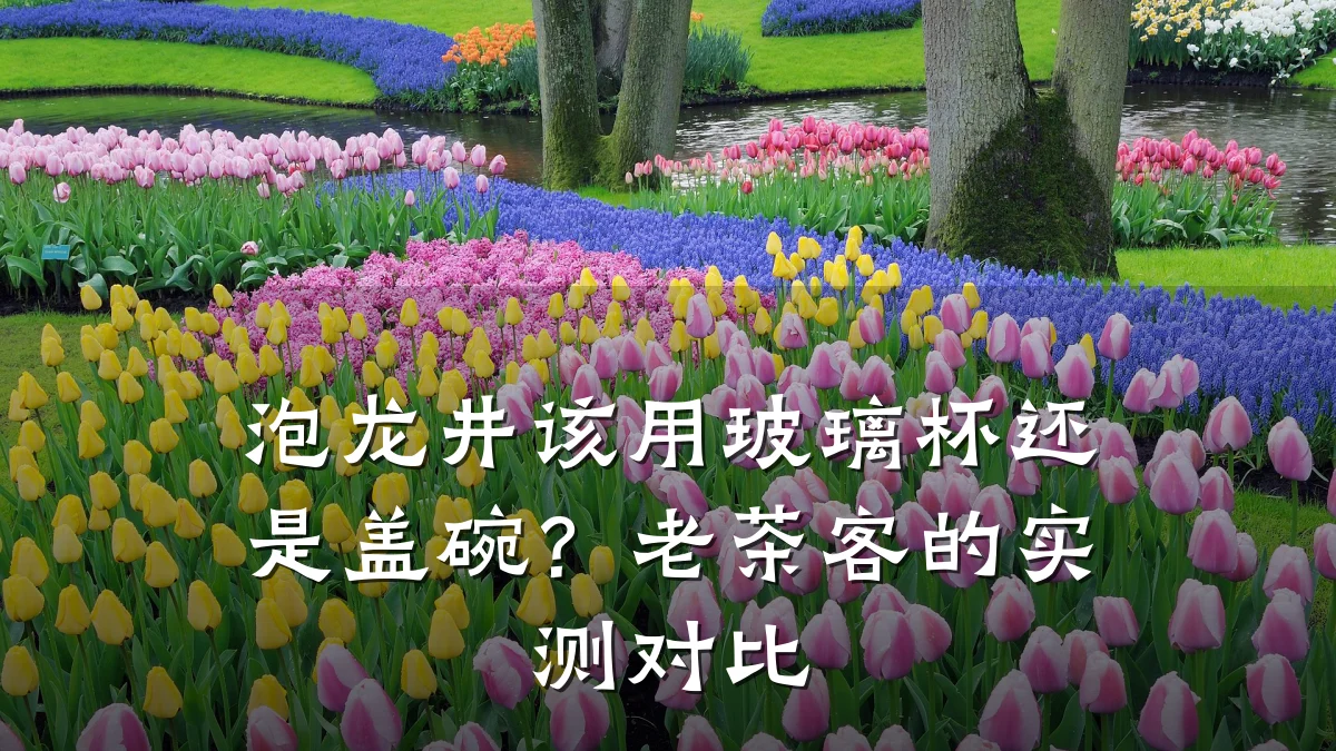 泡龙井该用玻璃杯还是盖碗?老茶客的实测对比