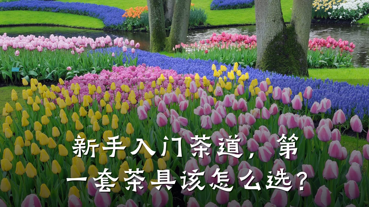 新手入门茶道,第一套茶具该怎么选?
