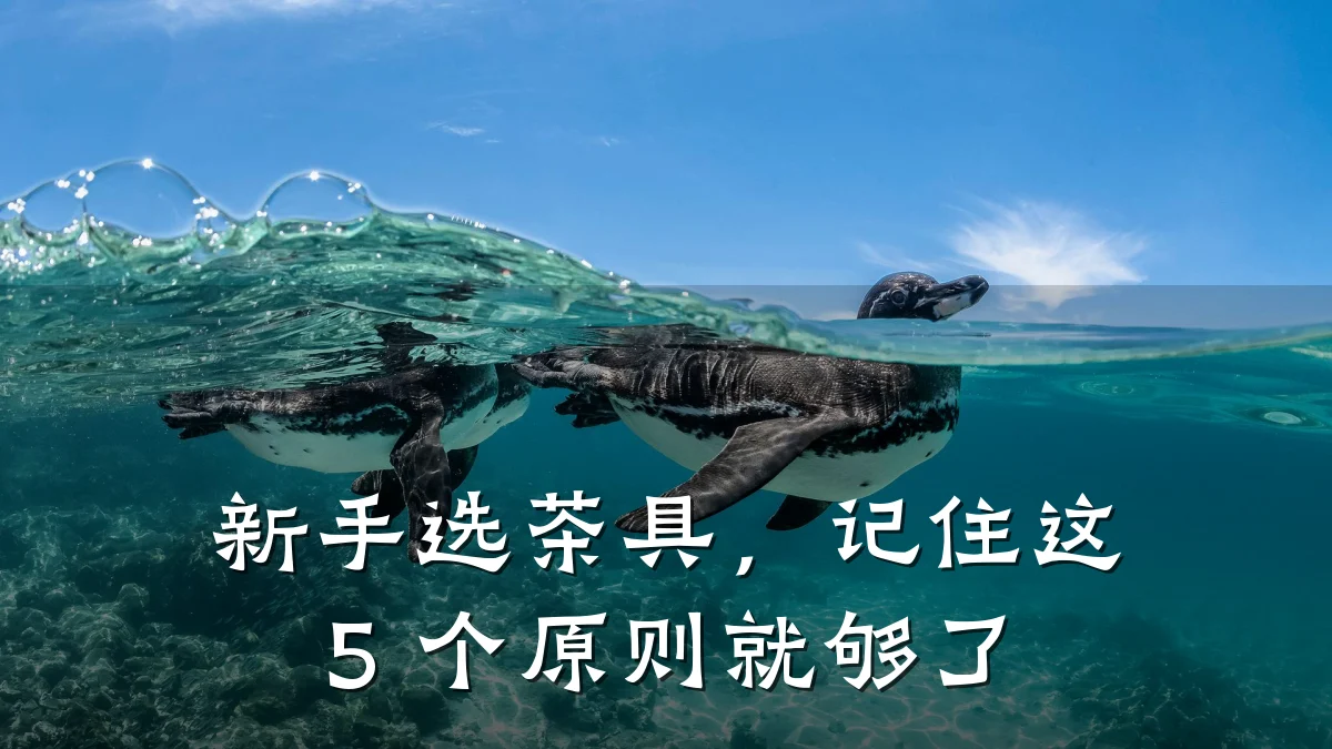新手选茶具,记住这 5 个原则就够了