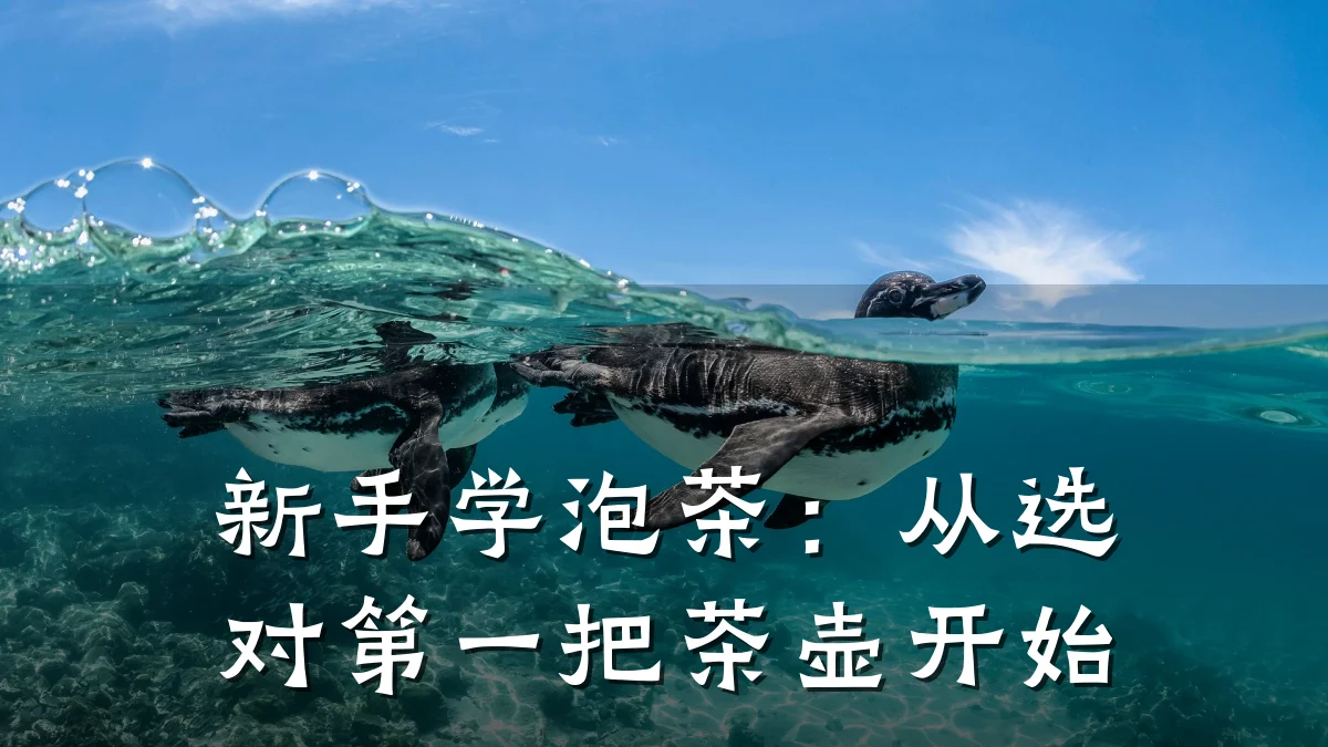 新手学泡茶:从选对第一把茶壶开始
