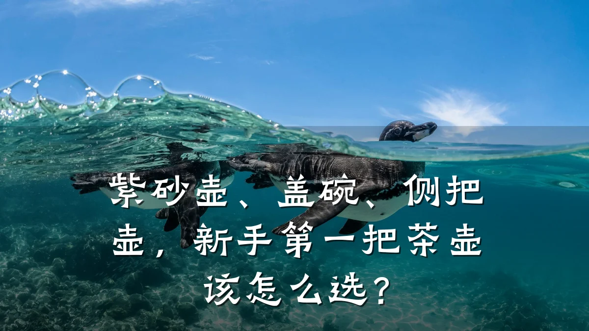紫砂壶、盖碗、侧把壶,新手第一把茶壶该怎么选?