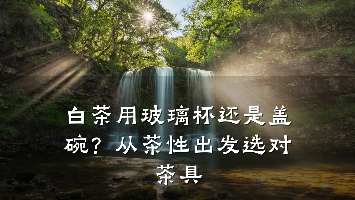 白茶用玻璃杯还是盖碗?从茶性出发选对茶具