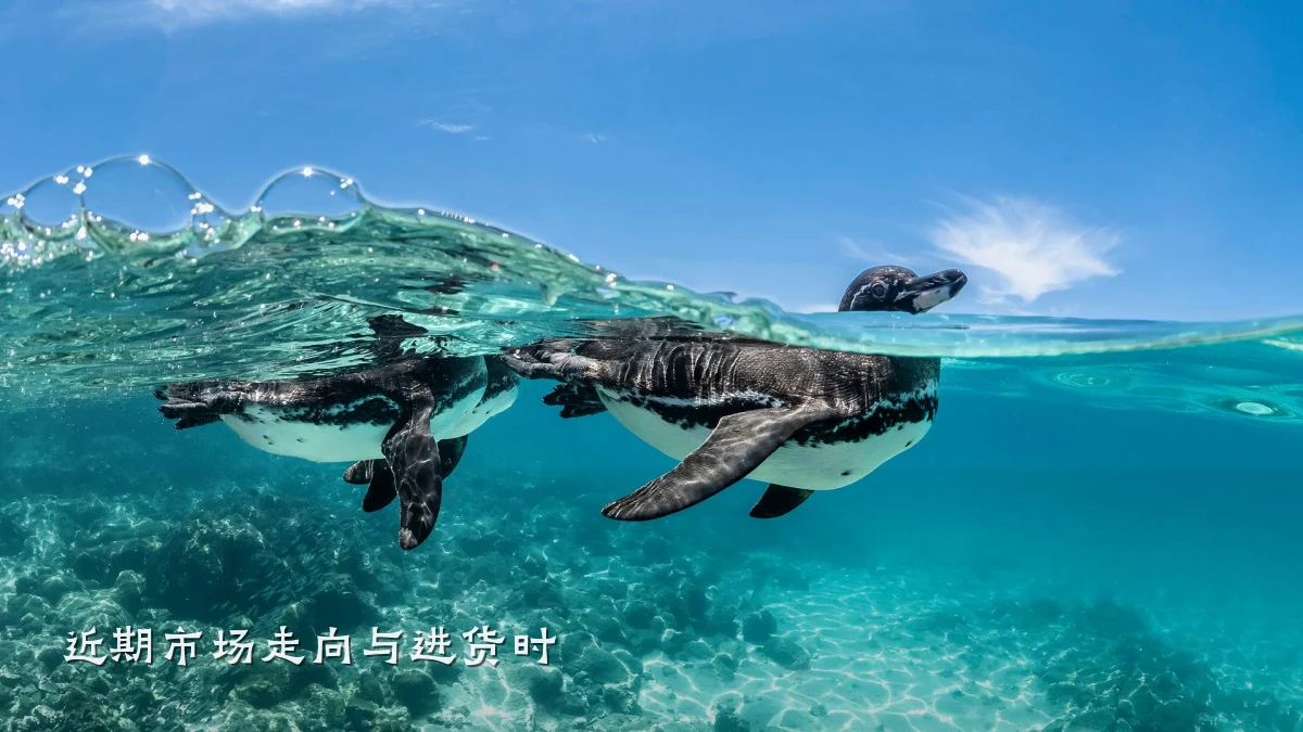 近期市场走向与进货时