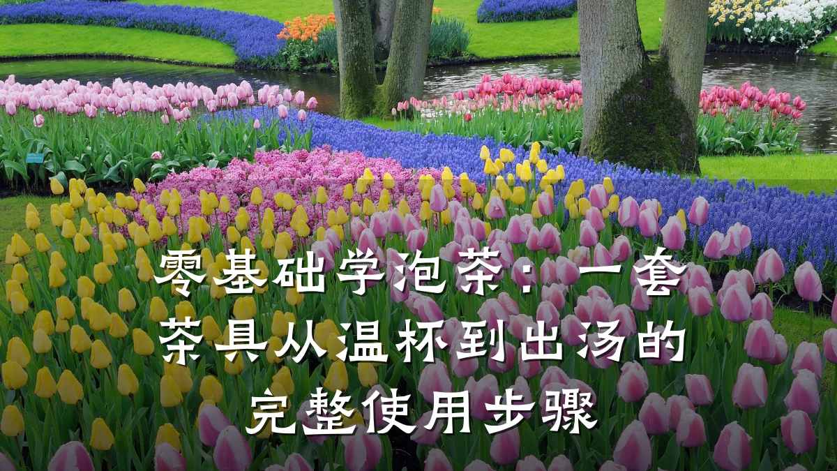 零基础学泡茶:一套茶具从温杯到出汤的完整使用步骤