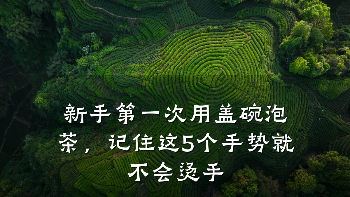 新手第一次用盖碗泡茶,记住这5个手势就不会烫手